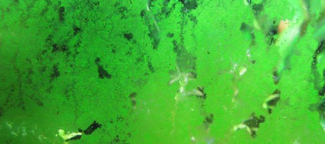 Zelená prachová řasa GDA