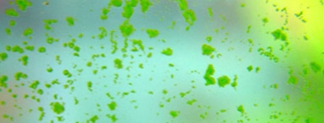 GSA (Green Spot Algae)